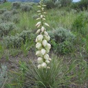 Mrazuvzdorná Juka -40°C Yucca Glauca pre záhrady Juka Strieborná 5 semien Hmotnosť 3 g