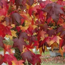 Ambrovka balzamová Americká Farby jesene Sadenice v kvetináčoch P11 Rastlinná forma sadenice v nádobe s objemom 1 – 2 l