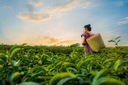 Чай Индийский черный листовой пряный Madras Premium Leaves 100г LOYD