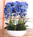 семена синей орхидеи