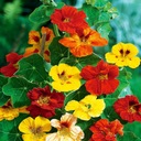 Nasturtium Väčší MIX - Semená 5g, Pestovateľská Rastlina s Jedlými Kvetmi Latinský názov tropaeolum majus