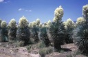 Mrazuvzdorná Jukka Rostrata (Yucca rostrata) do - 20 C semená 3 ks Hmotnosť 0.5 g