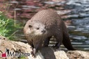 ПОЛНЫЙ НАБОР ЭЛЕКТРИЧЕСКОЙ ОВЧАРКИ ЭЛЕКТРИЧЕСКИЙ ЗАБОР ДЛЯ ВЫДРЫ ВЫДРЫ