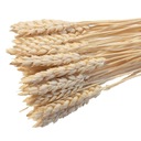 ПШЕНИЦА БЕЛЕННАЯ, сушеные зерновые колосья, сушеные зерновые колосья