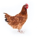 FARMER Chicken Feed DJ Farm курица-несушка измельченная 25кг