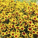 Kruhový naklonený FIREFLY Kvitne celé leto Sadenice v kvetináčoch 1L Druh rastliny Iný