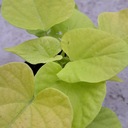 Саженцы картофельной ивы Ипомея Бататас декоративные для листьев садовой рассады