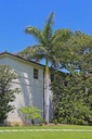 Exotické semená Palmy Kráľovská palma Rojston Roystonea regia 'Florida' Charakteristické vlastnosti náročné na slnko nenáročné na starostlivosť zriedkavé