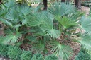 Mrazuvzdorná palma Wagnerov drhnutie do - 24 C vo vašej záhrade semená Druh iný
