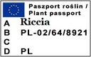 Riccia Fluitans (Hĺbka) HRNČEK 6cm Kód výrobcu RA0191
