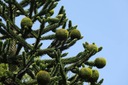 Araukaria Čilská Opica Strom (Araucaria Araucana) semená 1 ks Latinský názov inna