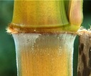 Bambus mrazuvzdorný XXL do výšky 2 m vydrží mráz do - 20 C semená EAN (GTIN) 5905316561724