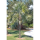 Exotické semená Palmy pre záhradu Palma Morissa Leucothrinax morrisii Druh Okrasný strom