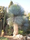 Mrazuvzdorná Jukka Rostrata (Yucca rostrata) do - 20 C semená 3 ks Charakteristické vlastnosti náročné na slnko čistenie vzduchu nenáročné na starostlivosť vhodné pre domáce zvieratá zriedkavé