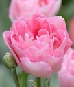 Tulipán plný Angelique ružový 50 žiaroviek. Pozor. Odoslanie september