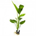 INVITAL Echinodorus argentinensis koszyk Ø 5,5 cm