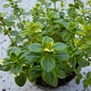 Лимонный тимьян Тимус многолетнее многолетнее саженцы растения для сада