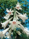LILIA HIMALAJSKA (CARDIOCRINUM GIGANTEUM) | 1 SZT. Rodzaj rośliny lilia