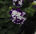 Petunia SweetSunshine Blue Sky PEŁNA PACHNĄCA Nazwa łacińska petunia ×hybrida