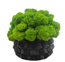 Вазон с мхом хроботек CHROBOTEK MOSS в черном горшке, 3D печать