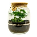 Микроклимат Лес в банке, высота 23 см, СПАРЖА.