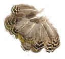 Pawie pióra Body Feathers 4-7cm NATURALNE 10 szt