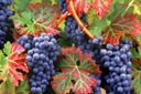 Winorośl Concord - gat. I Nazwa łacińska vitis vinifera