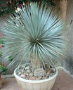 Mrazuvzdorná Jukka Rostrata (Yucca rostrata) do - 20 C semená 3 ks EAN (GTIN) 5905316567405