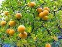 MRAZUVZDORNÝ TROJLISTÝ POMARANČ PONCIRUS 5 N Odroda Pomarańcza trójlistkowa (Poncirus trifoliata)