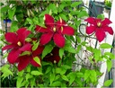 Клематис крупноцветковый НИОБЕ с крупными темно-красными цветками.