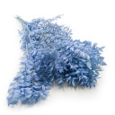 Ruskus stabilizowany - (Ruscus) - Stalowy błękit