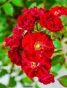 Krycia ruža MINIATÚRNA ČERVENÁ krásny koberec z kvetov SADENICE Rastlinná forma sadenica v nádobe 3-5L