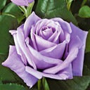 Роза синяя крупноцветковая 1 шт.