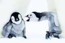 Пингвин: история выживания