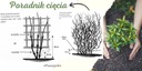 Clematis, plamienok NELLY MOSER-- č. 272 Rastlinná forma sadenice v nádobe s objemom 1 – 2 l