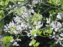 MRAZUVZDORNÝ POMARANČ TROJLISTÝ PONCIRUS 5 N Odroda Pomarańcza trójlistkowa (Poncirus trifoliata)