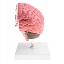 Anatomiczny ludzki mózg patologiczny Kod producenta flameey
