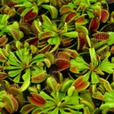 Венерина мухоловка Dionaea Muscipula КРАСНЫЙ ДРАКОН насекомоядное растение