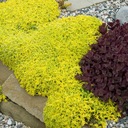 SEDUM ACRE SEDUM ACRE ПОсев P9 ROCKEY