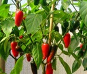 Набор для выращивания перца халапеньо чили - перцы