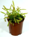 SUNDER var., DROSERA CAPENSIS RARITY