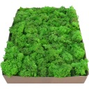 Обрезки мха Apple Green, картон 1кг.