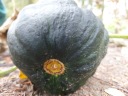 SEEDS BLACK FUTSU PUMPKIN - традиционная японская тыква с мускатным орехом.