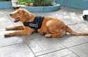 Silný postroj pro psa XXL 90-120cm Senior Dog černý Druh vychádzkový postroj