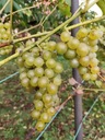 Winorośl PRIM - deserowa zielona Nazwa łacińska vitis vinifera