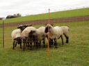 Электрическая сетка для овец емкостью 50м и 90см. шпиц