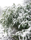 Bambus mrazuvzdorný XXL do výšky 2 m vydrží mráz do - 20 C semená Značka DobreNasiona.pl