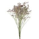 Limonium ZATRWIAN NATURALNY BLADOWRZOSOWY suszki