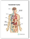 Анатомическая доска OXYGEN TRANSPORT