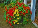Nasturtium Väčší MIX - Semená 5g, Pestovateľská Rastlina s Jedlými Kvetmi Značka Toraf